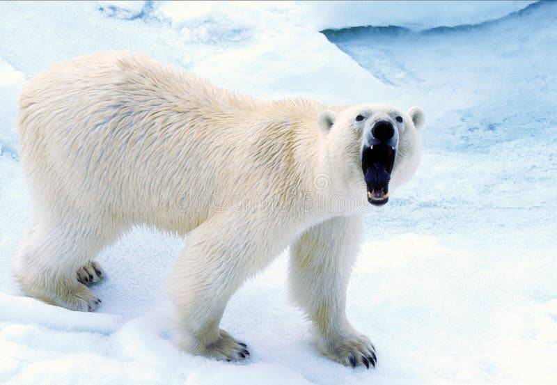 polar-bear-15246
