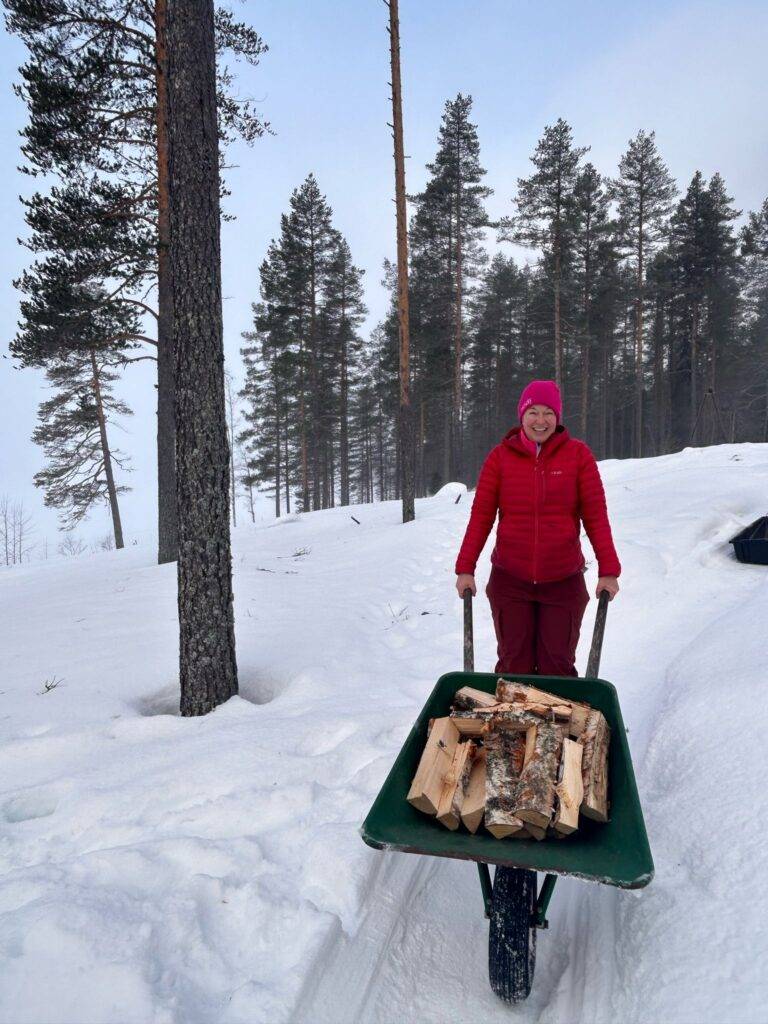 Woman carry wood in wheelbarrow. Wood to be used for fuel in the off-grid cabin 